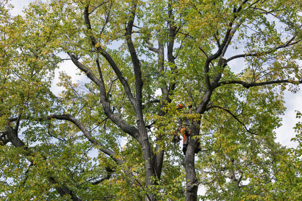 Best Hazardous Tree Removal  in Bensenvle, IL